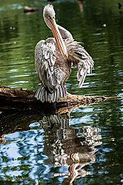 《流放之路2》新预告 2024年底开启抢先体验